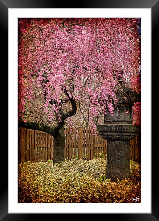 An Asian Spring Garden Framed Mounted Print by Chris Lord