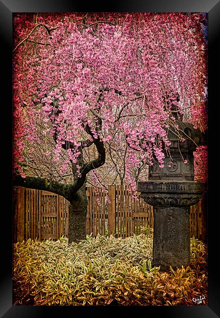 An Asian Spring Garden Framed Print by Chris Lord
