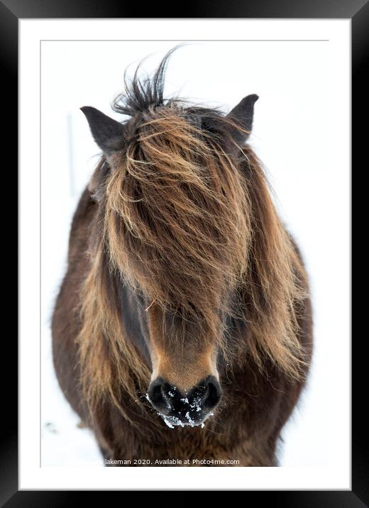 Icelandic Horse Portrait Framed Mounted Print by mark lakeman