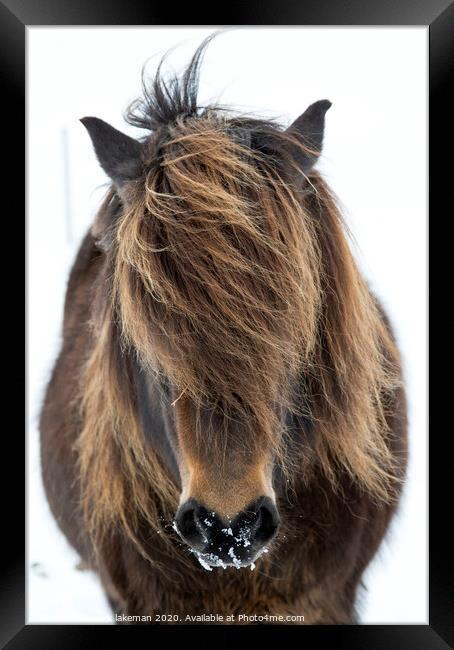 Icelandic Horse Portrait Framed Print by mark lakeman