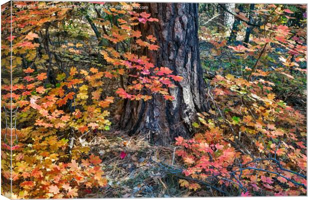 Autumn Colours Canvas Print by Derek Daniel