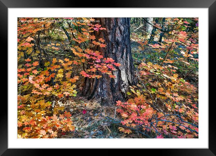 Autumn Colours Framed Mounted Print by Derek Daniel