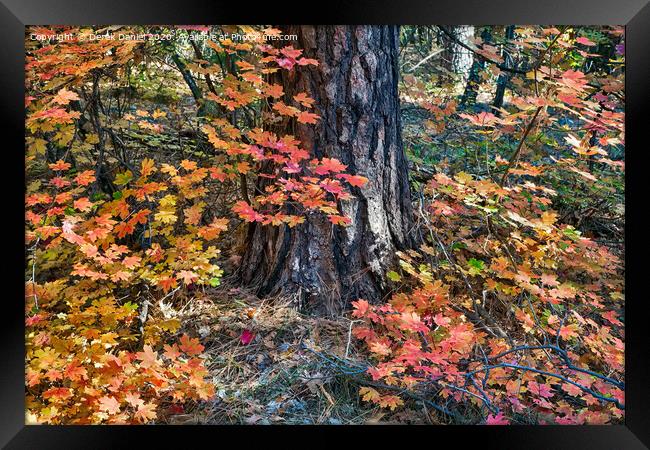 Autumn Colours Framed Print by Derek Daniel