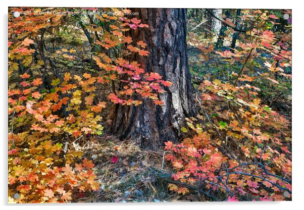 Autumn Colours Acrylic by Derek Daniel