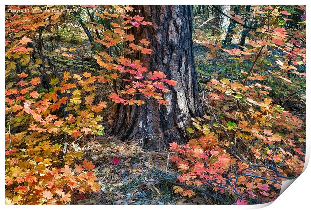Autumn Colours Print by Derek Daniel