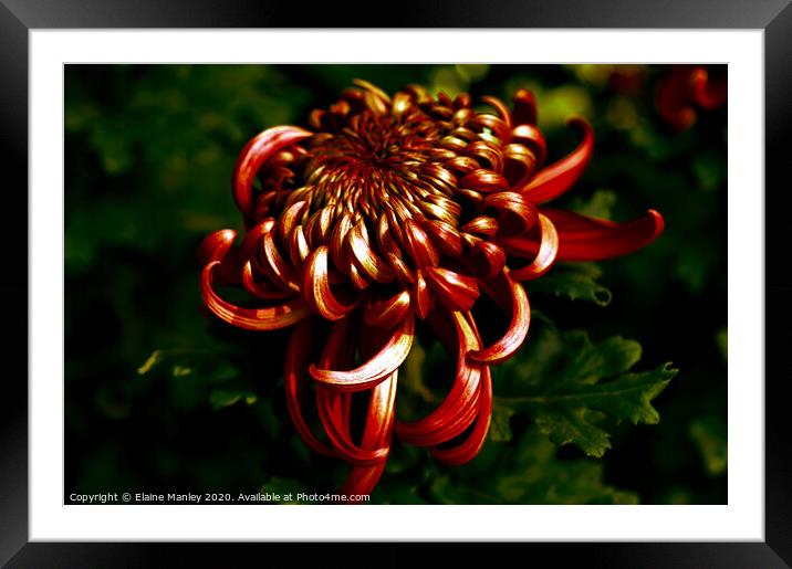 Deep Red Chrysanthemum     flower Framed Mounted Print by Elaine Manley