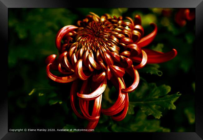 Deep Red Chrysanthemum     flower Framed Print by Elaine Manley
