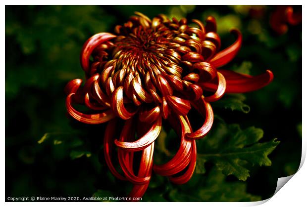 Deep Red Chrysanthemum     flower Print by Elaine Manley