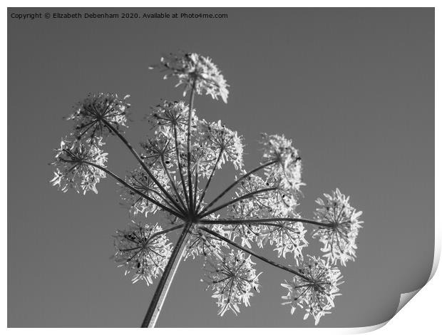 Hogweed flower in Black and white Print by Elizabeth Debenham