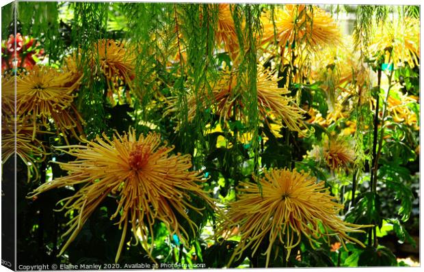 Chrysanthemum Garden ..Spider Blooms  Canvas Print by Elaine Manley