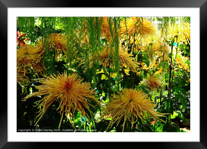 Chrysanthemum Garden ..Spider Blooms  Framed Mounted Print by Elaine Manley