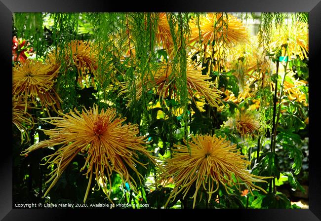Chrysanthemum Garden ..Spider Blooms  Framed Print by Elaine Manley