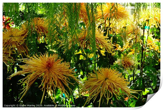 Chrysanthemum Garden ..Spider Blooms  Print by Elaine Manley