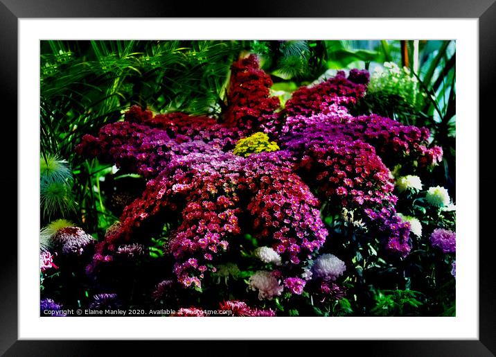flowers made from flowers Framed Mounted Print by Elaine Manley