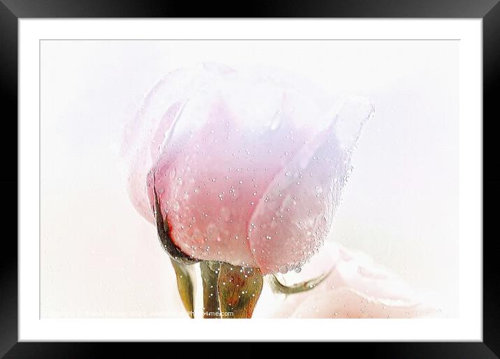 Winter Rose flower  Framed Mounted Print by Elaine Manley