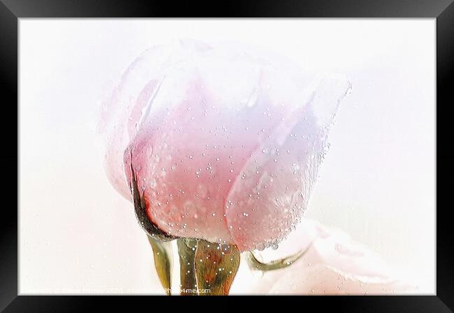 Winter Rose flower  Framed Print by Elaine Manley