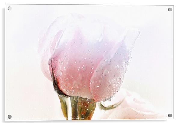 Winter Rose flower  Acrylic by Elaine Manley