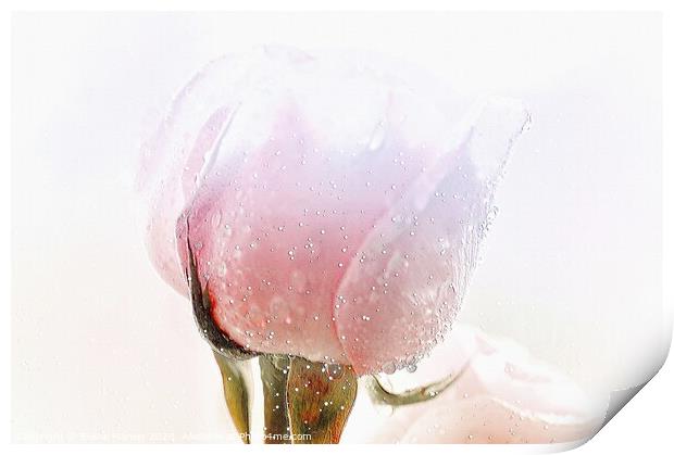 Winter Rose flower  Print by Elaine Manley