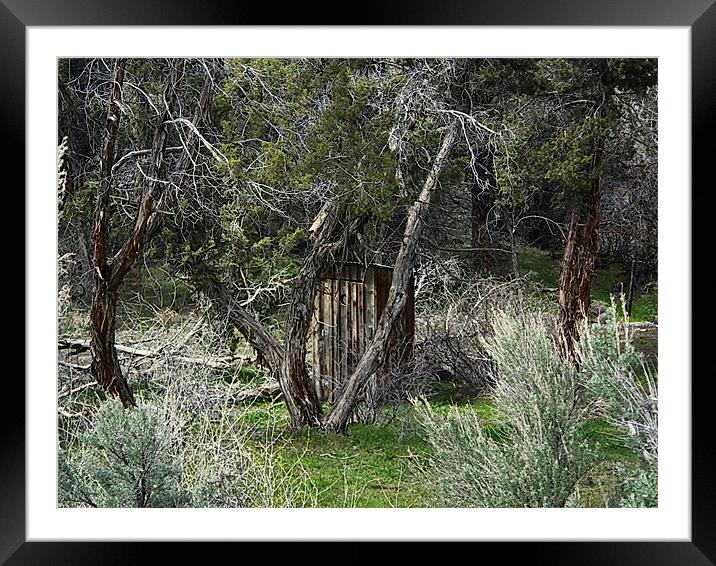 Outhouse in the woods Framed Mounted Print by Patti Barrett