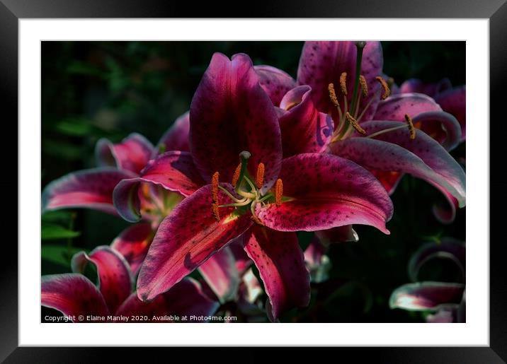 Wine Day Lily  flower Framed Mounted Print by Elaine Manley