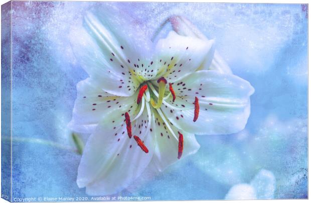 Day Lily Sparkle flower Canvas Print by Elaine Manley