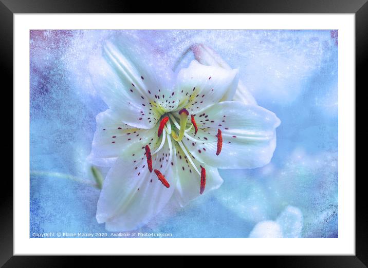 Day Lily Sparkle flower Framed Mounted Print by Elaine Manley