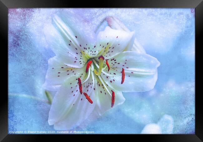 Day Lily Sparkle flower Framed Print by Elaine Manley
