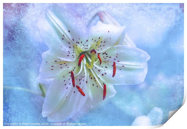 Day Lily Sparkle flower Print by Elaine Manley
