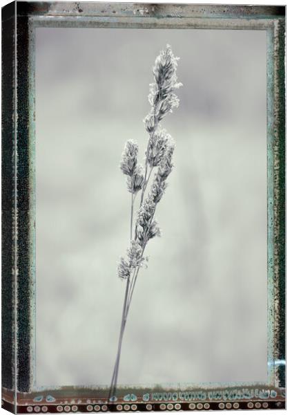 Grass, Cocksfoot, black & white film effectbject Name Canvas Print by Hugh McKean