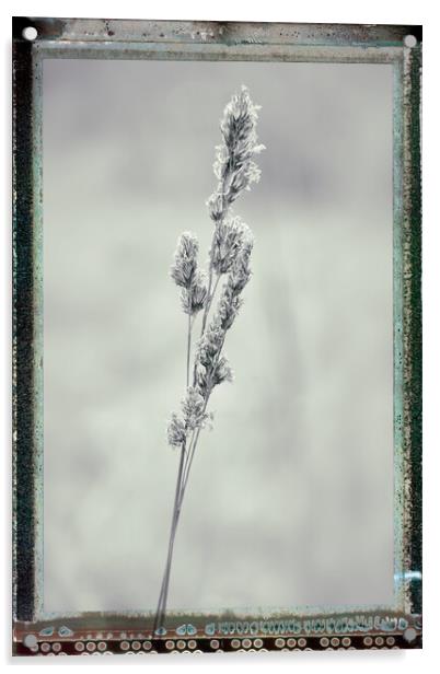 Grass, Cocksfoot, black & white film effectbject Name Acrylic by Hugh McKean