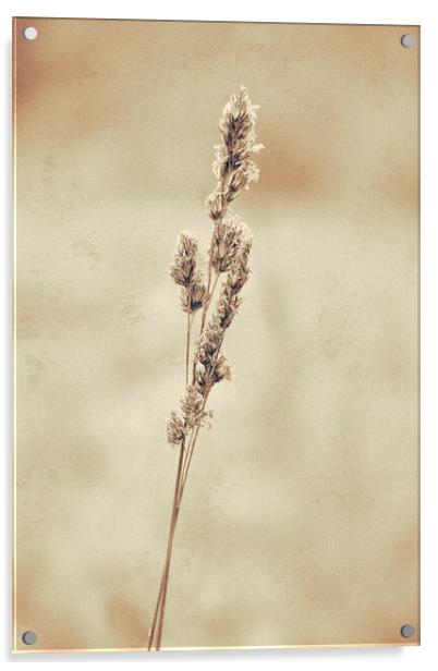 Grass, Cocksfoot, sepia effect Acrylic by Hugh McKean