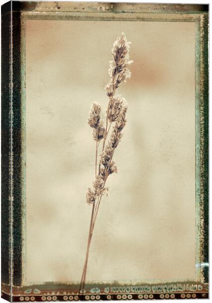 Grass, Cocksfoot, sepia film effect Canvas Print by Hugh McKean