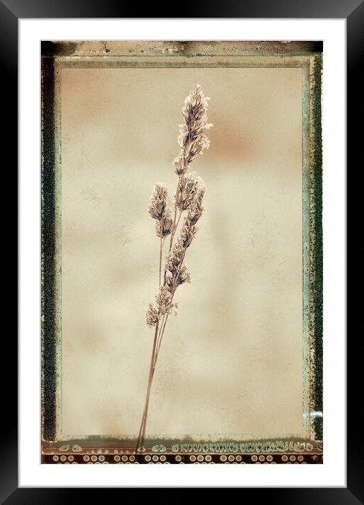 Grass, Cocksfoot, sepia film effect Framed Mounted Print by Hugh McKean