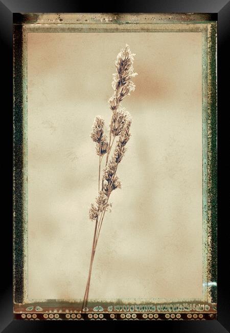 Grass, Cocksfoot, sepia film effect Framed Print by Hugh McKean