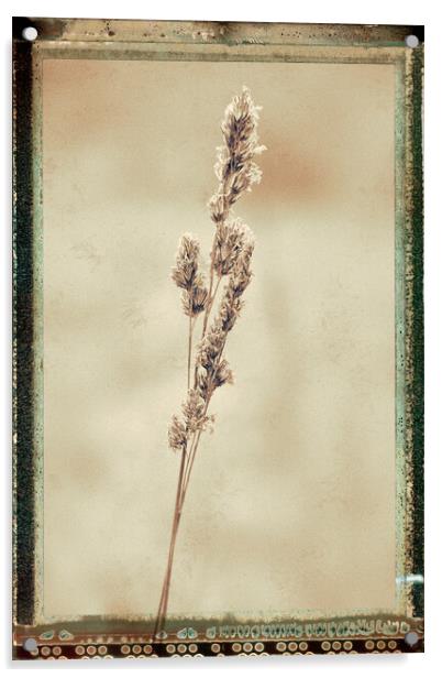 Grass, Cocksfoot, sepia film effect Acrylic by Hugh McKean