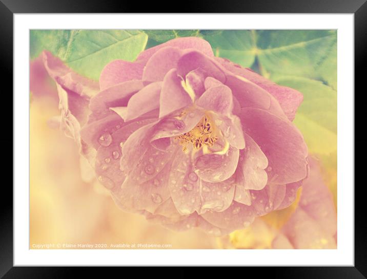 Faded Rose Framed Mounted Print by Elaine Manley