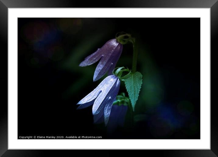 Blue Bells flower Framed Mounted Print by Elaine Manley