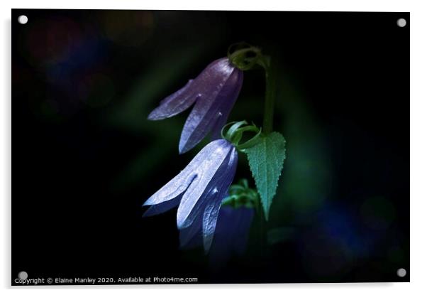 Blue Bells flower Acrylic by Elaine Manley