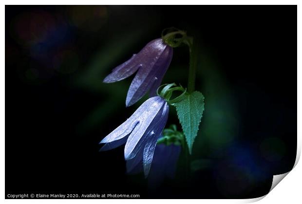 Blue Bells flower Print by Elaine Manley