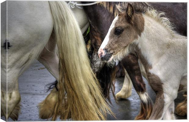 Foal at the Appleby Fair Canvas Print by Tom Gomez