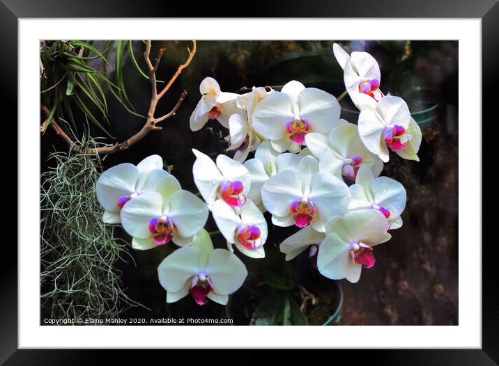 White Orchids flowers Framed Mounted Print by Elaine Manley