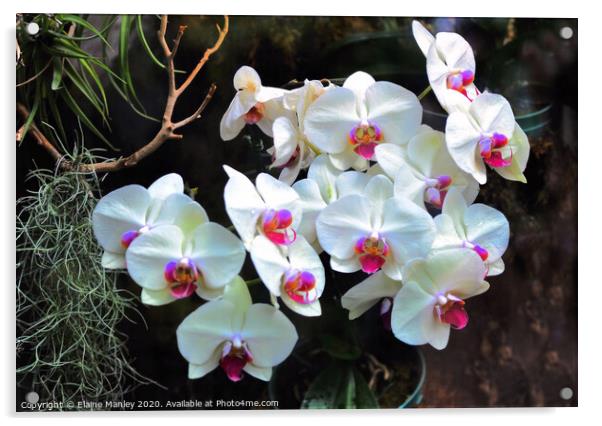 White Orchids flowers Acrylic by Elaine Manley