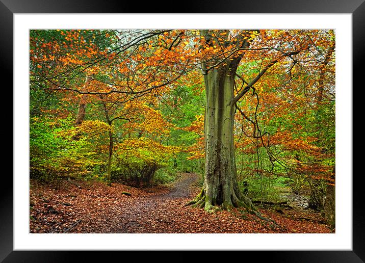 Autumn in Whitely Wood Framed Mounted Print by Darren Galpin
