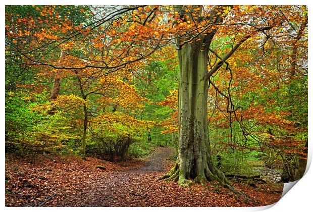 Autumn in Whitely Wood Print by Darren Galpin
