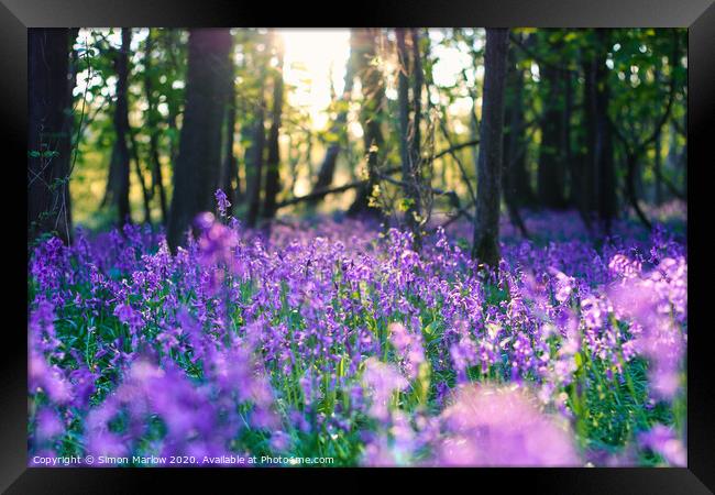 Enchanting Bluebell Woods at Twilight Framed Print by Simon Marlow