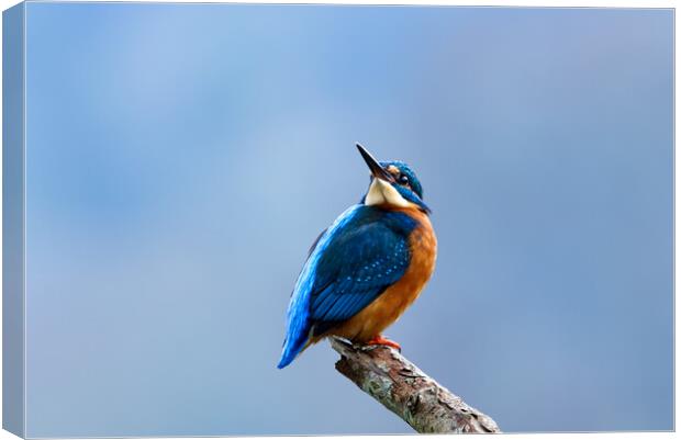 Kingfisher Looking Skywards Canvas Print by Mick Vogel