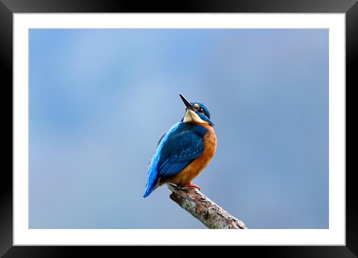 Kingfisher Looking Skywards Framed Mounted Print by Mick Vogel