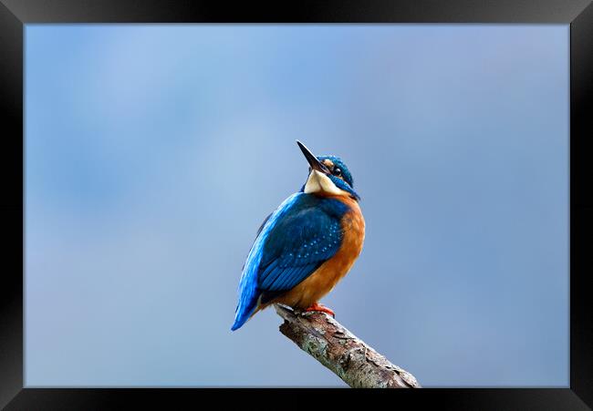 Kingfisher Looking Skywards Framed Print by Mick Vogel
