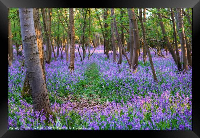 A walk through a Bluebell forest Framed Print by Simon Marlow