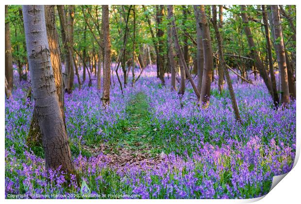 A walk through a Bluebell forest Print by Simon Marlow